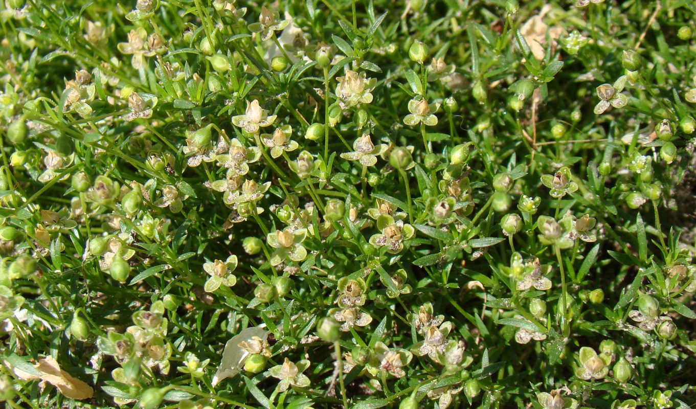 Image of Sagina procumbens specimen.