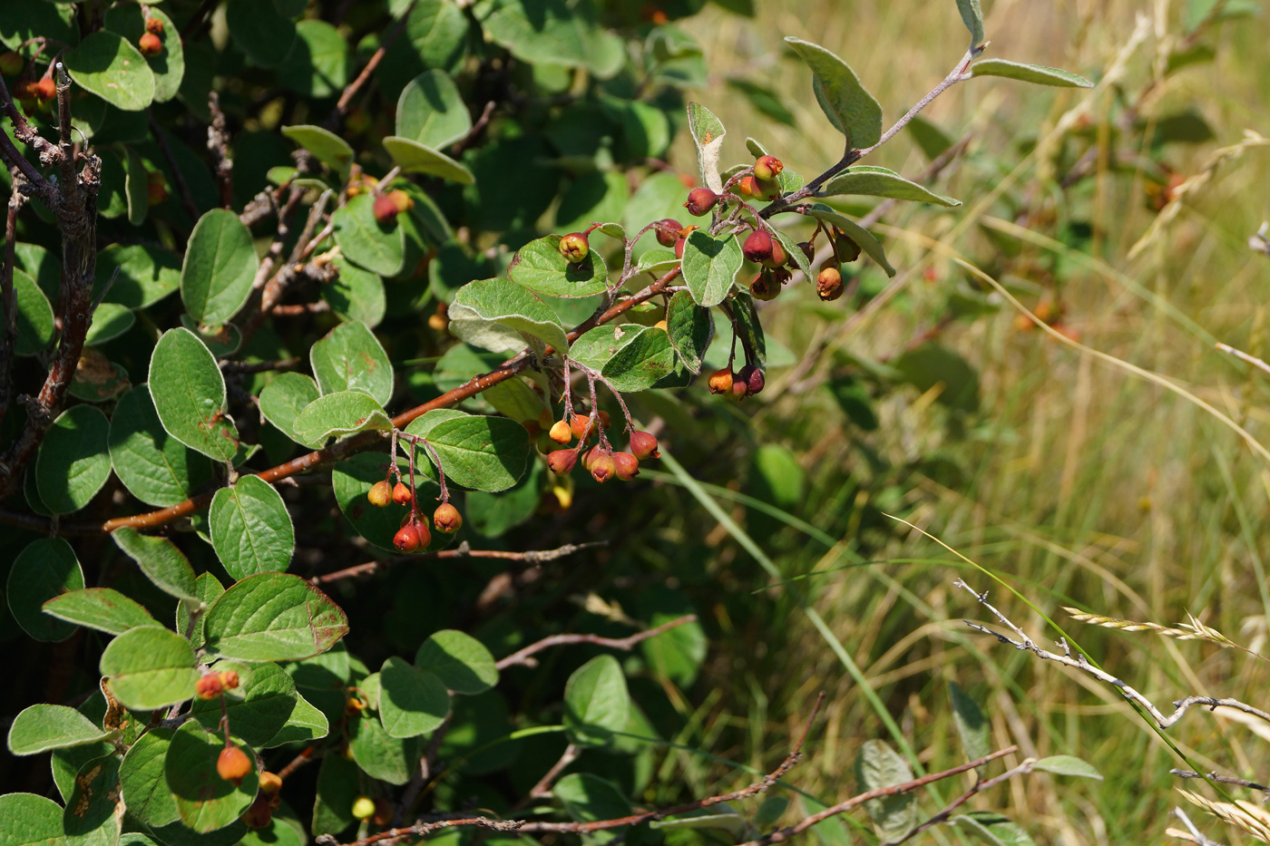 Image of Cotoneaster melanocarpus specimen.