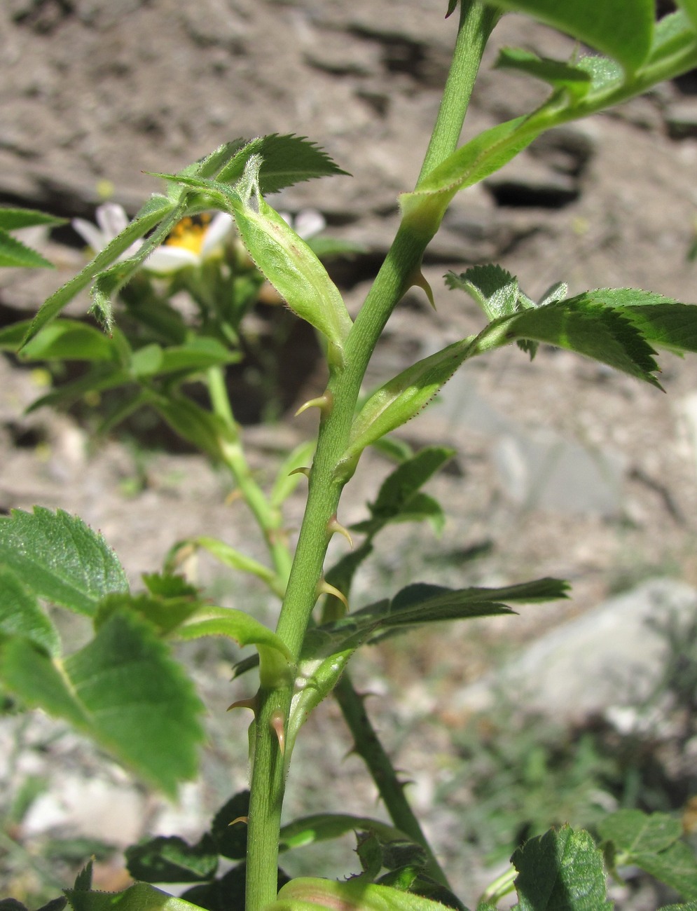 Image of genus Rosa specimen.