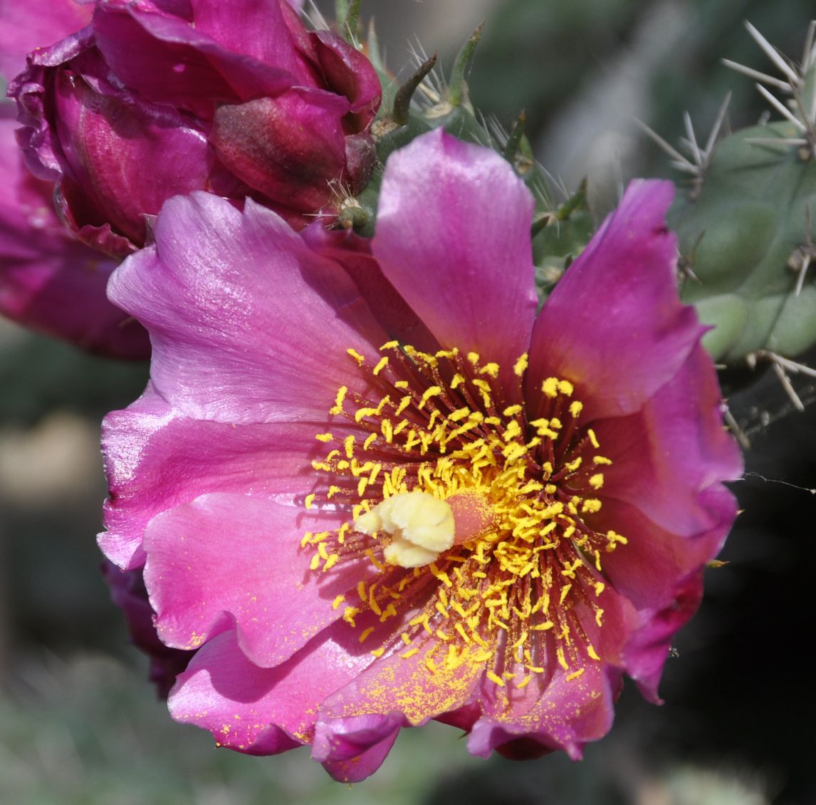 Изображение особи Cylindropuntia imbricata.