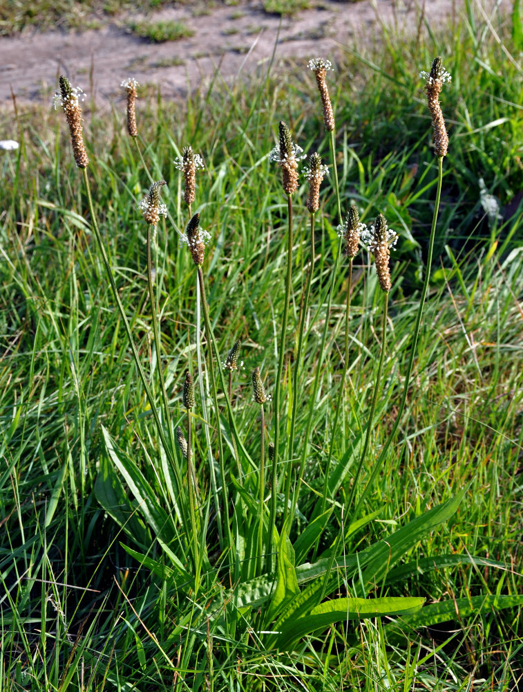 Изображение особи Plantago lanceolata.