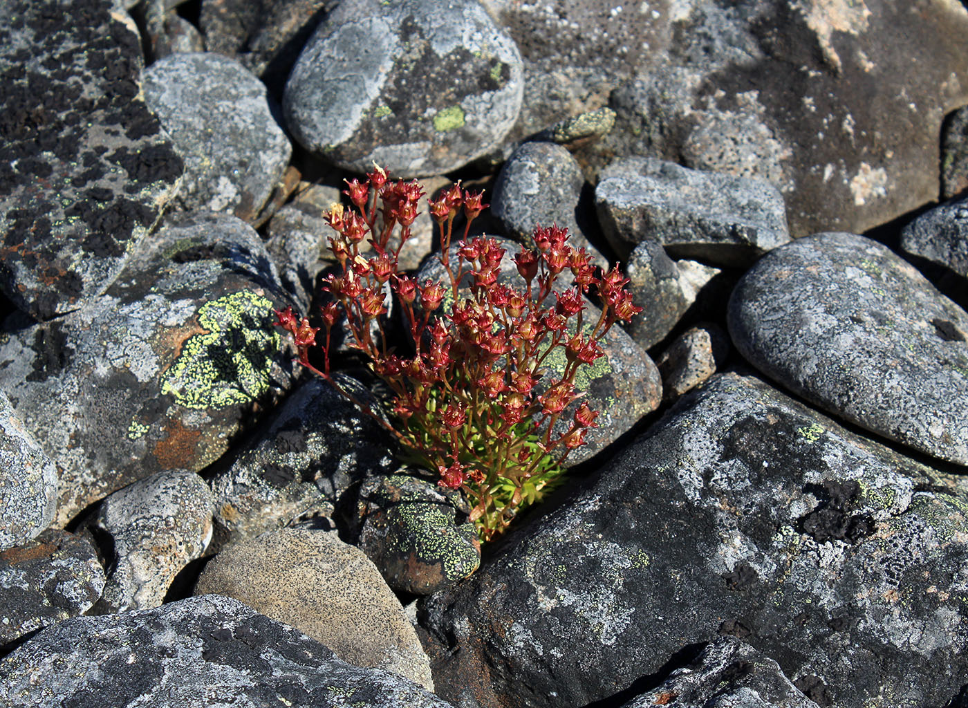 Изображение особи Saxifraga cespitosa.