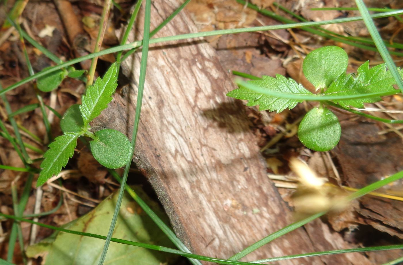 Image of Ulmus glabra specimen.