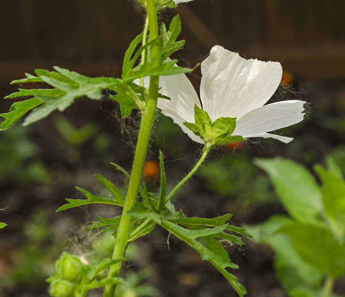 Изображение особи Malva moschata.