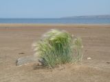 Hordeum jubatum