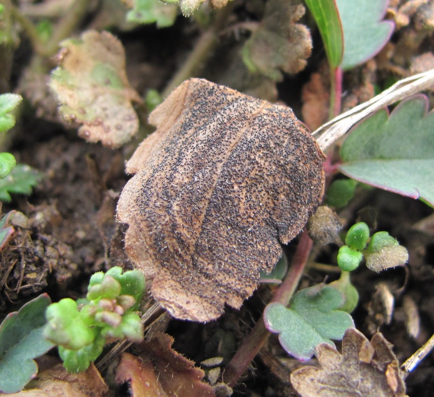 Image of Veronica polita specimen.