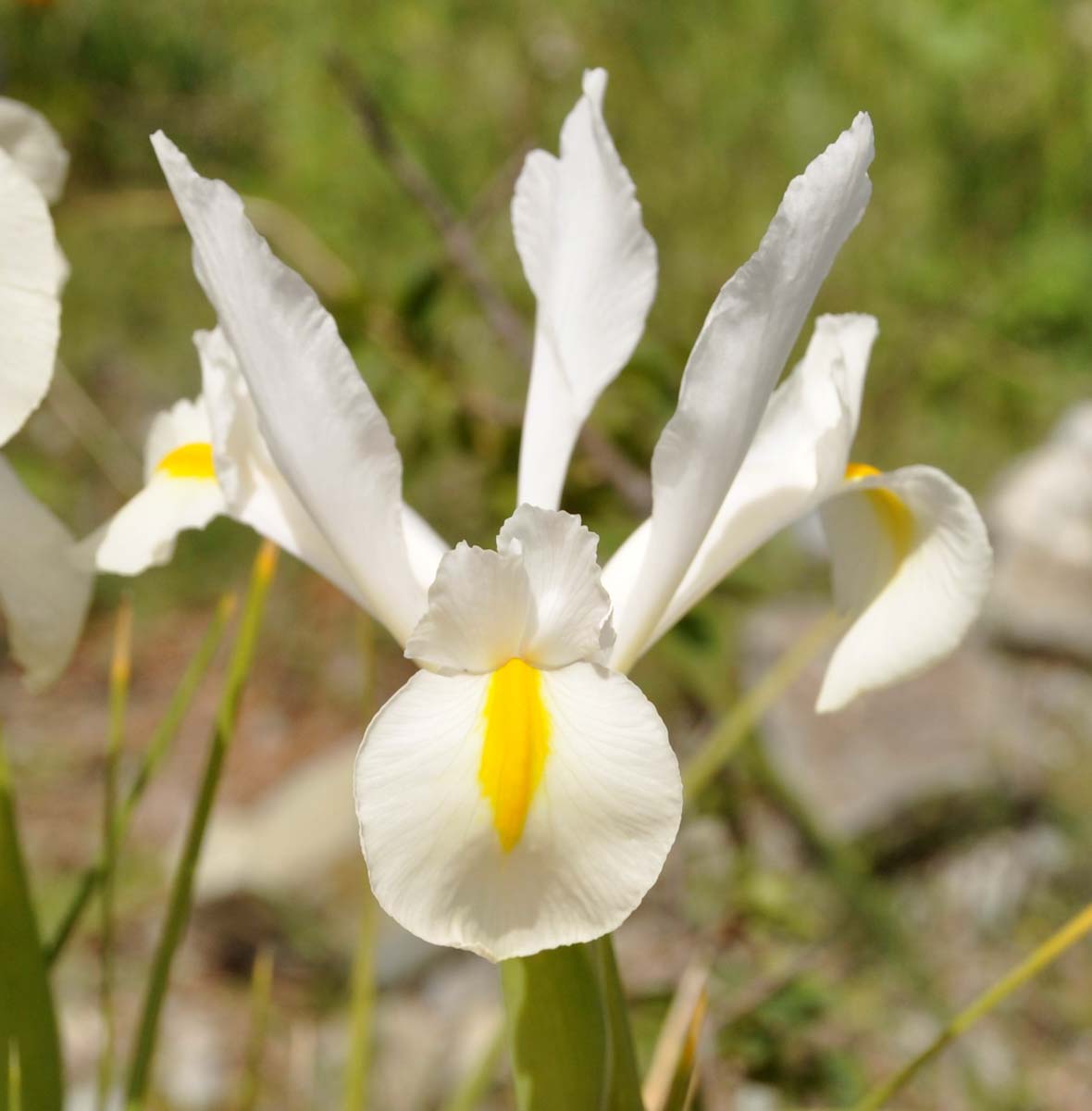 Image of Iris × hollandica specimen.