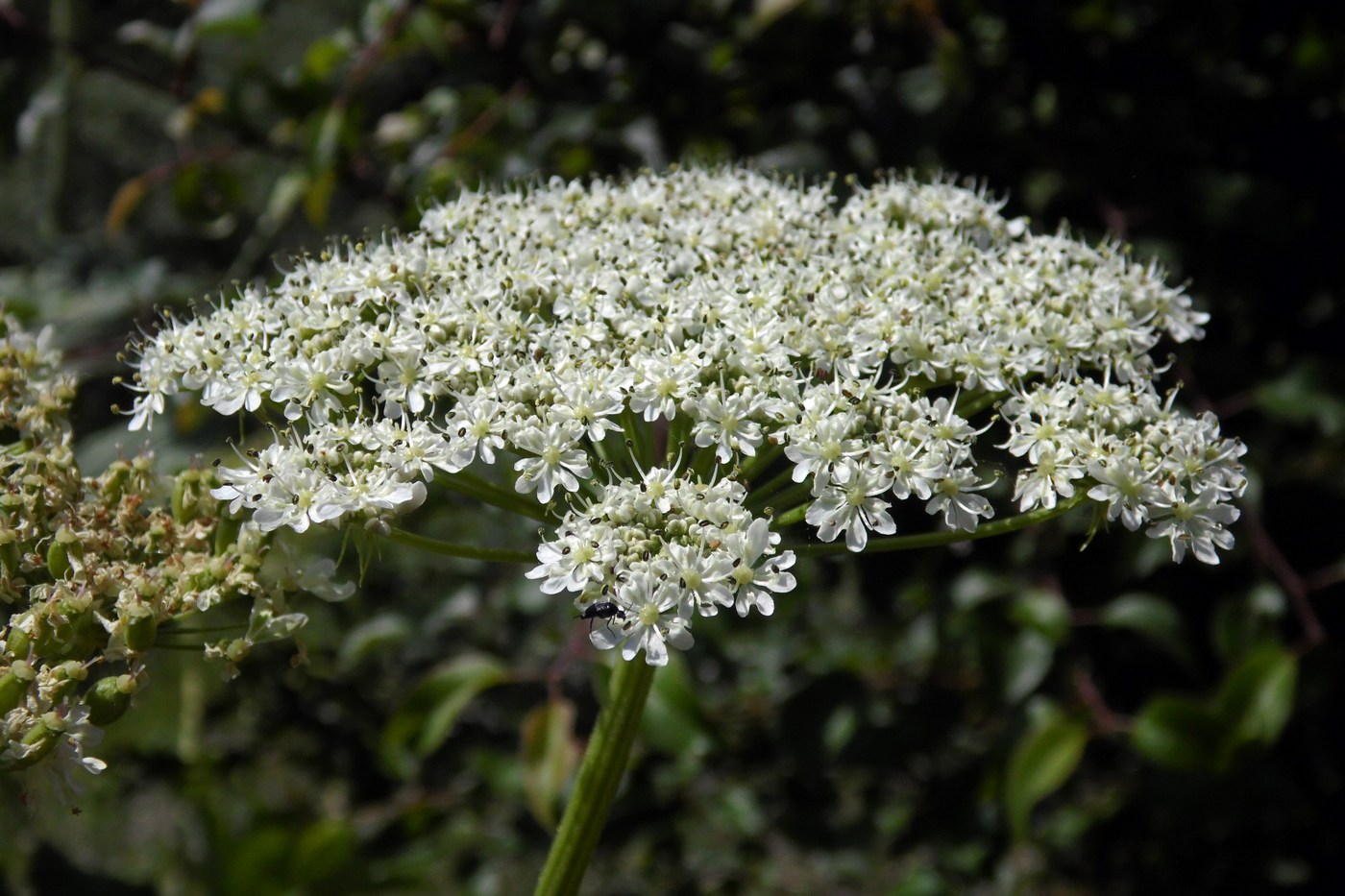 Изображение особи Heracleum stevenii.