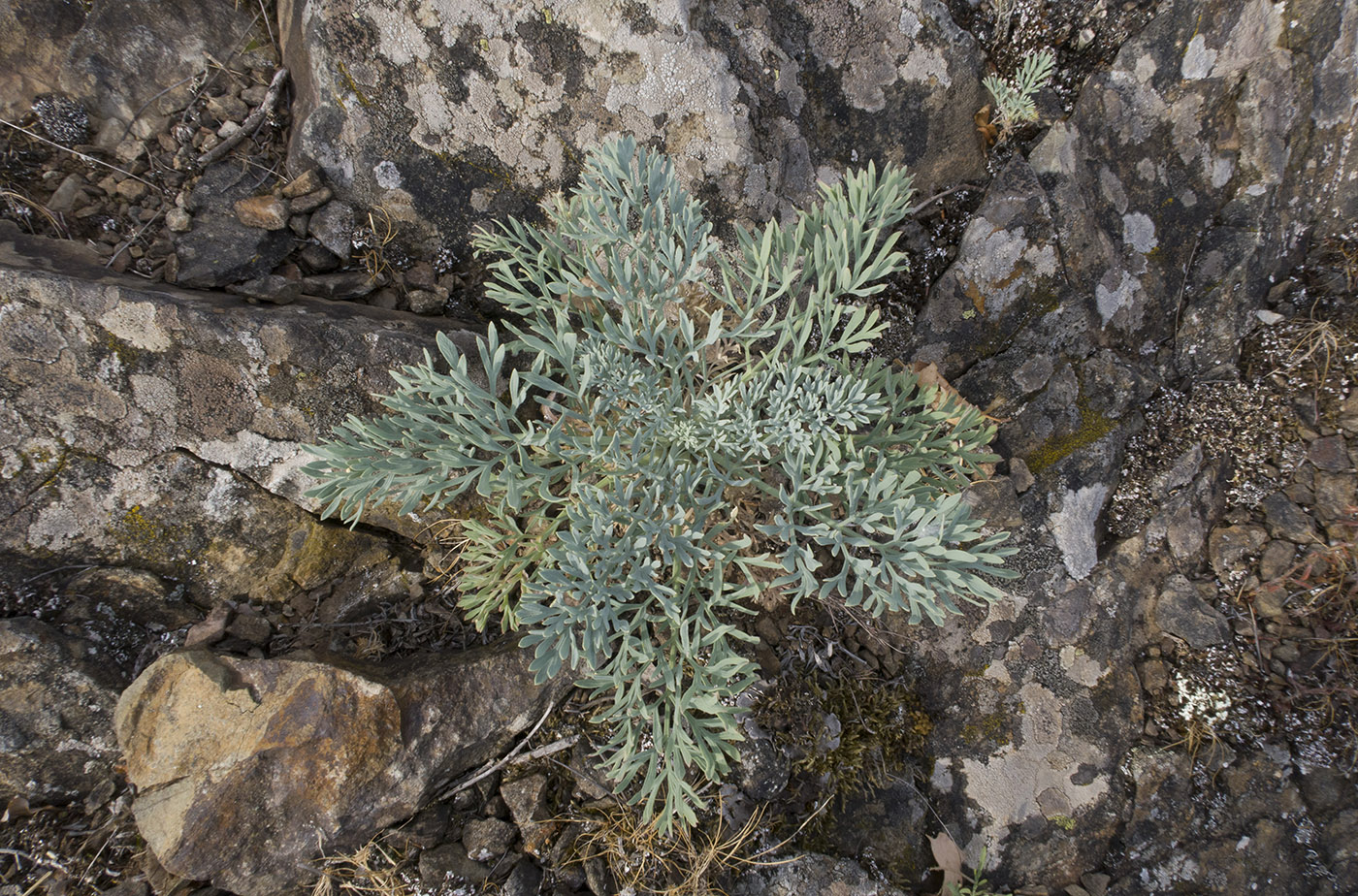 Image of Seseli gummiferum specimen.