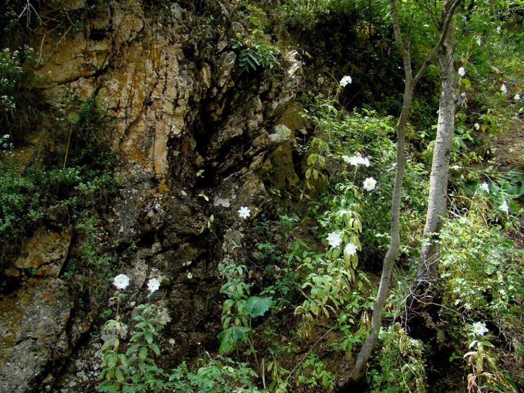 Image of Ostrowskia magnifica specimen.