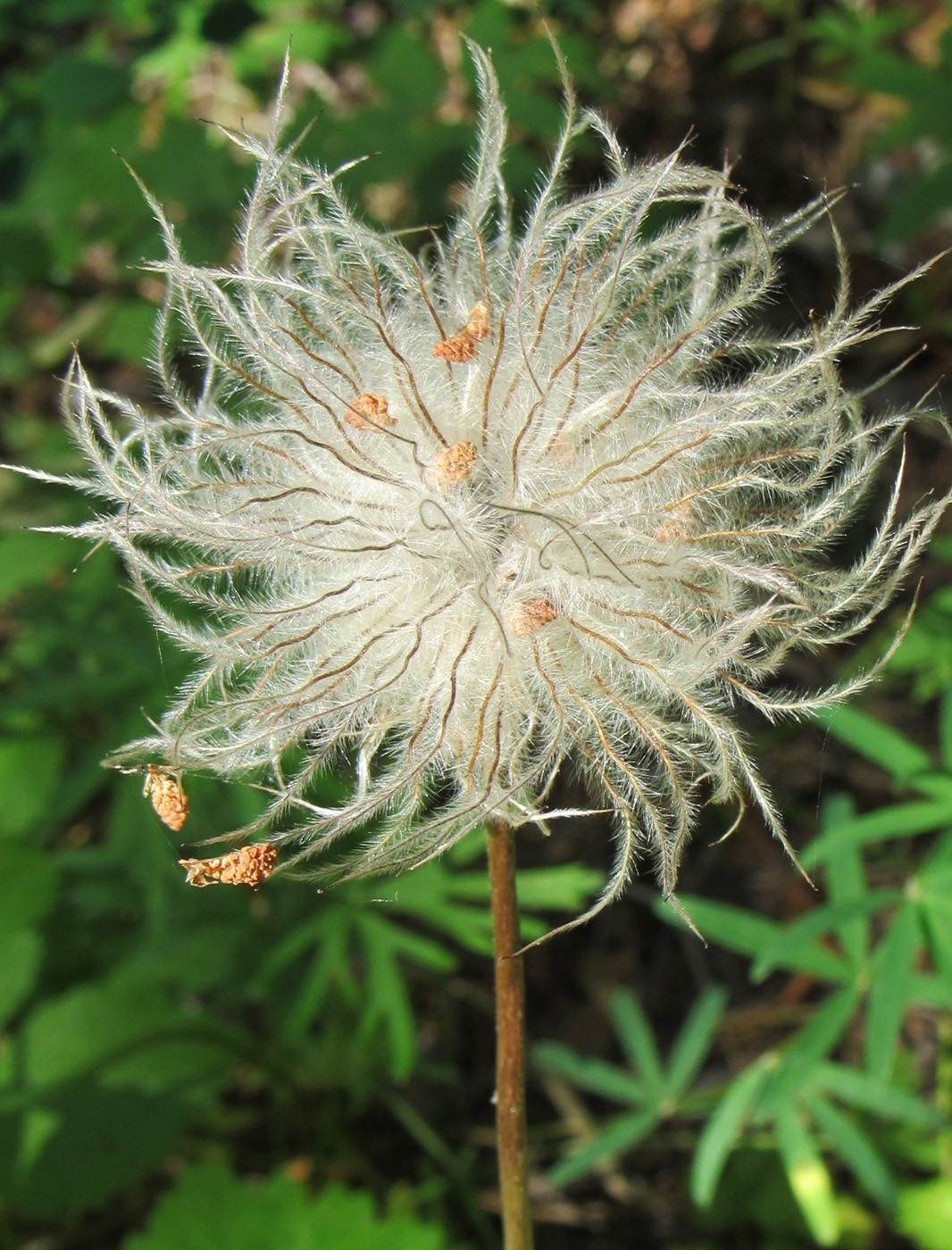 Изображение особи Pulsatilla multifida.