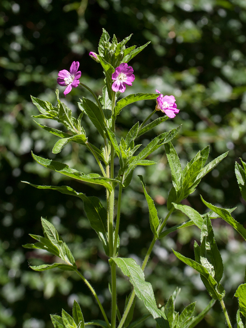 Image of Epilobium hirsutum specimen.