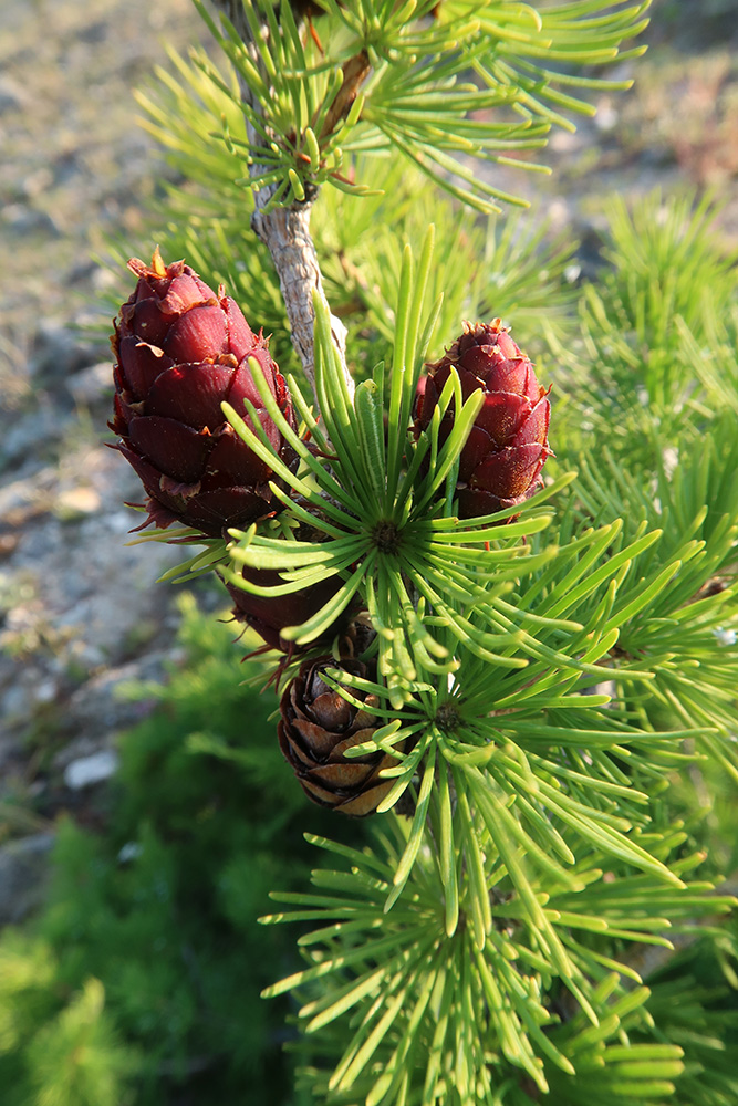 Image of Larix sibirica specimen.