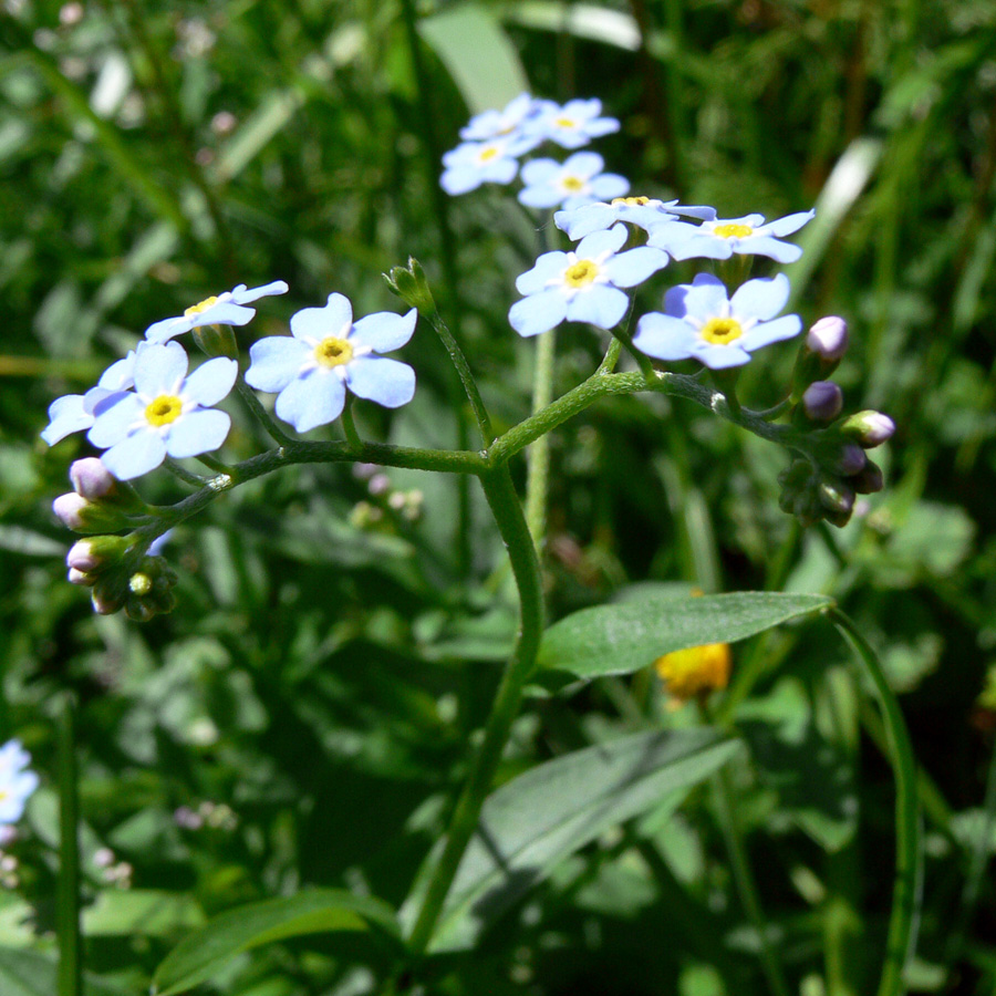 Изображение особи Myosotis palustris.