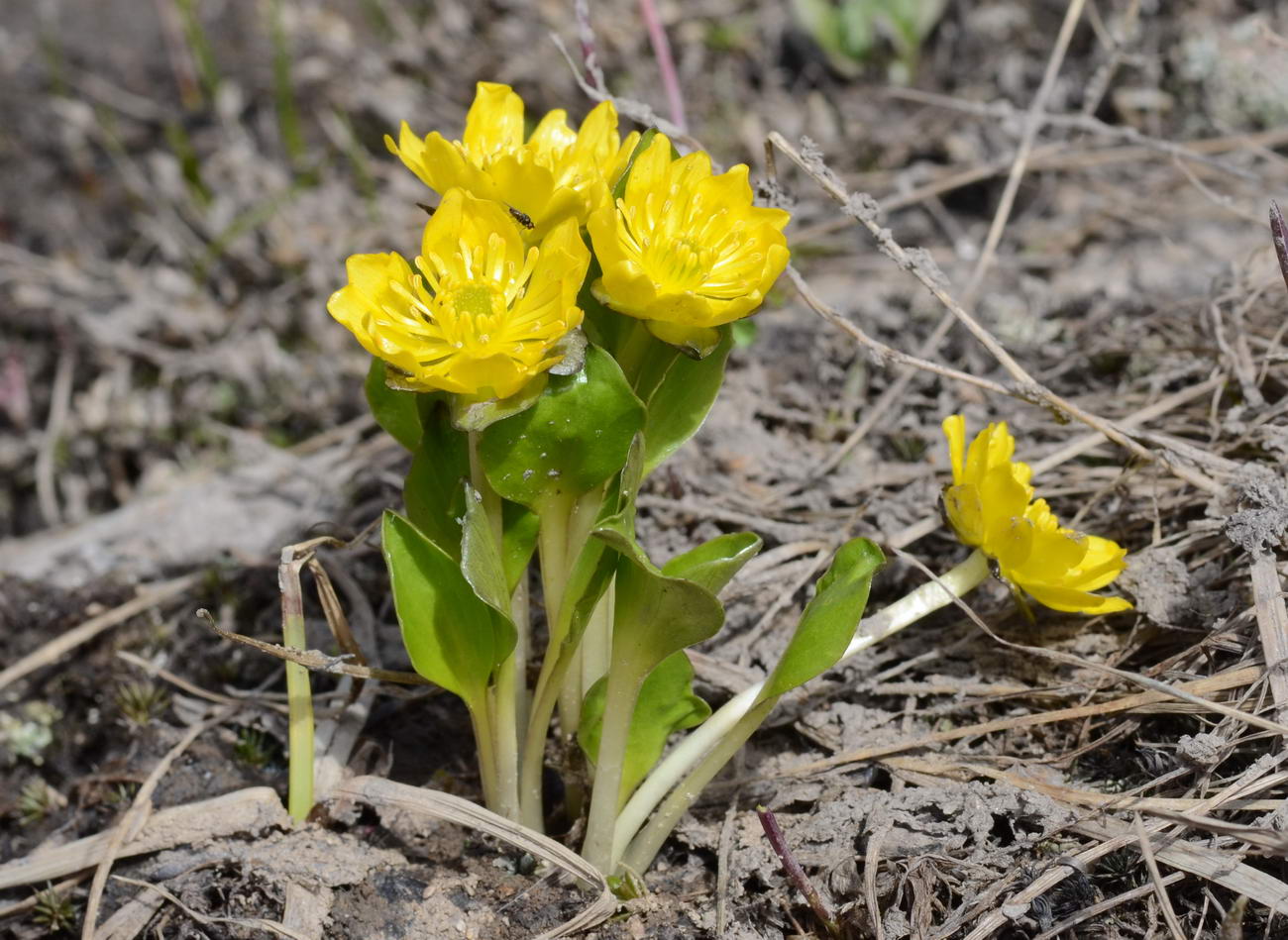 Image of Oxygraphis glacialis specimen.