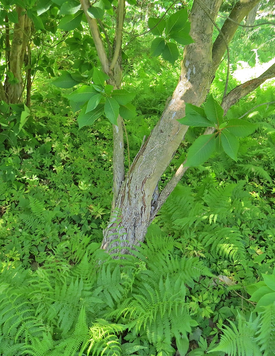 Изображение особи Clethra barbinervis.