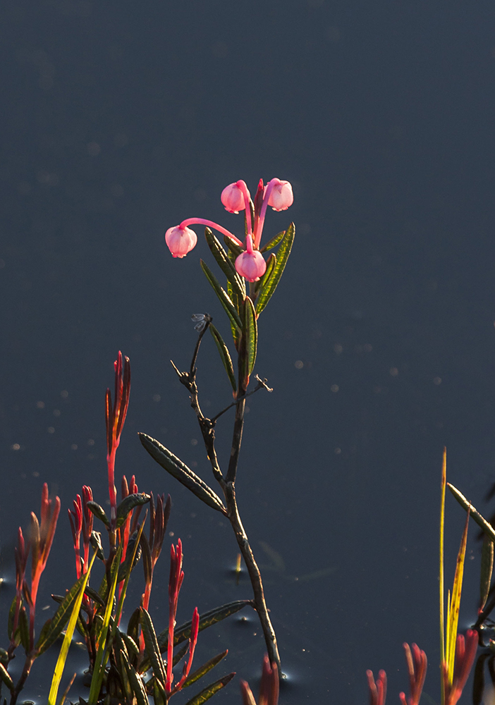 Image of Andromeda polifolia specimen.