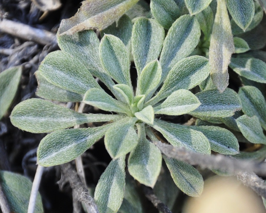 Image of Alyssoides utriculata specimen.