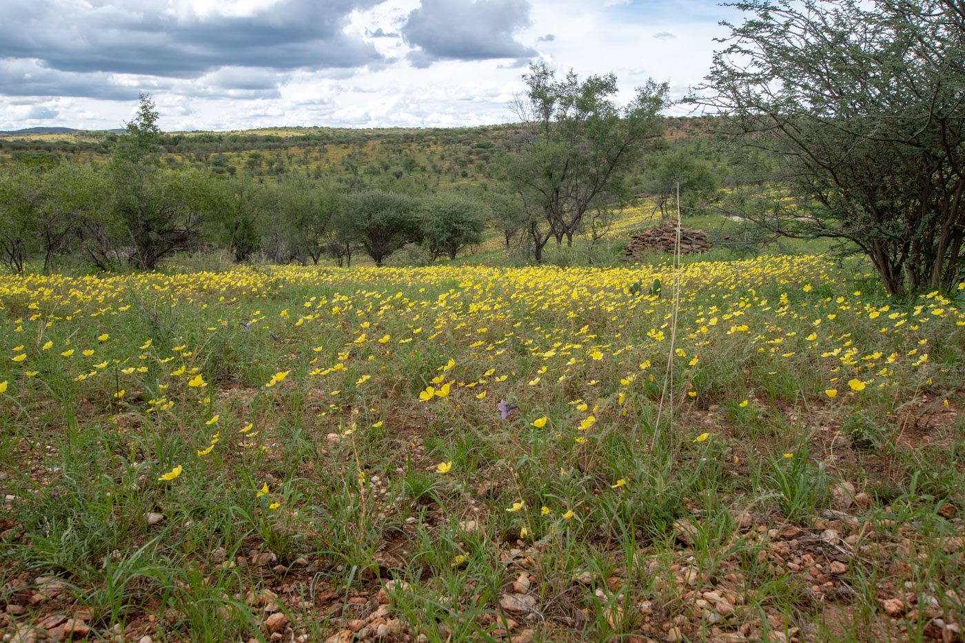 Image of Tribulus zeyheri specimen.