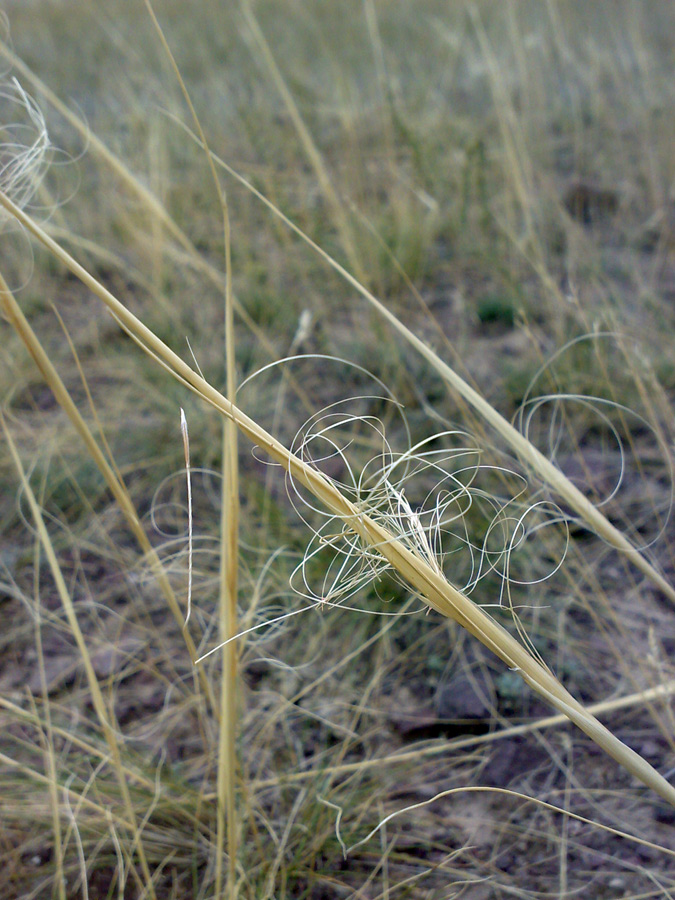 Image of Stipa capillata specimen.