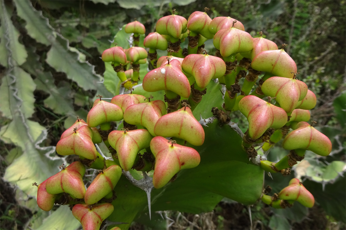 Изображение особи Euphorbia cooperi.