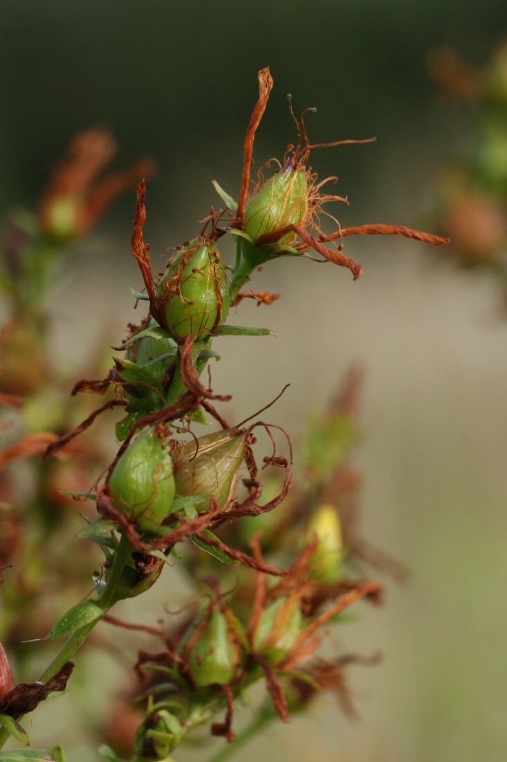 Изображение особи Hypericum perforatum.