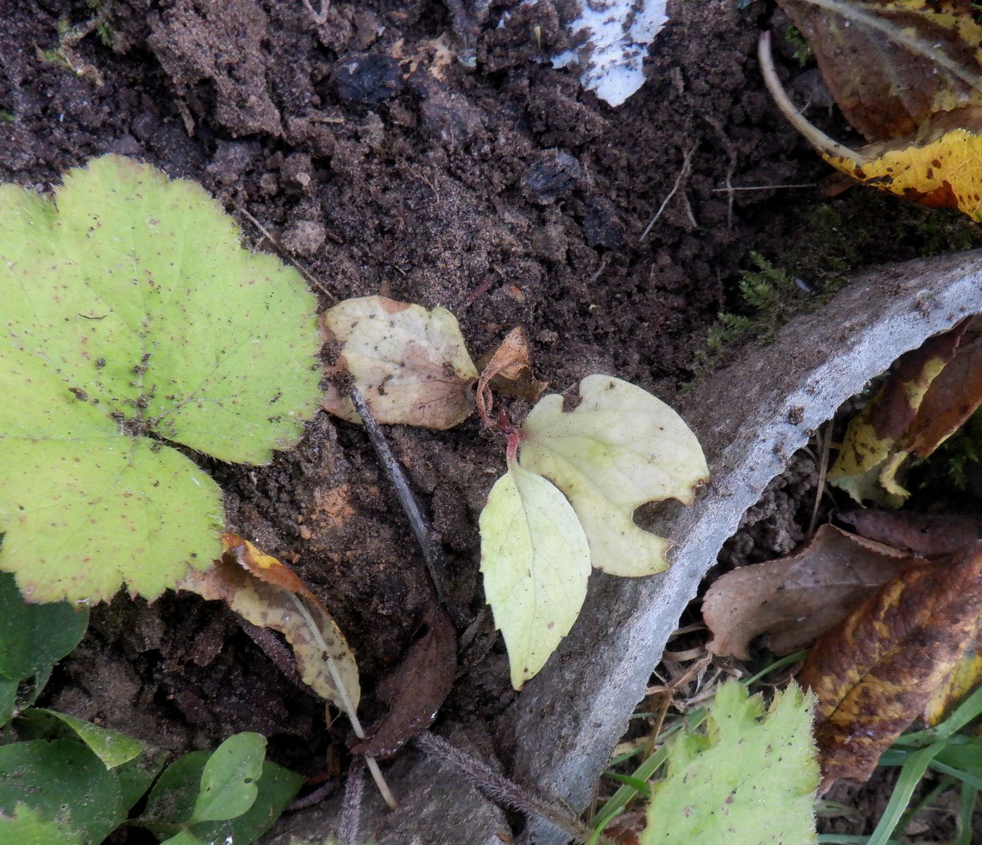 Image of Schisandra chinensis specimen.