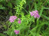 Achillea asiatica