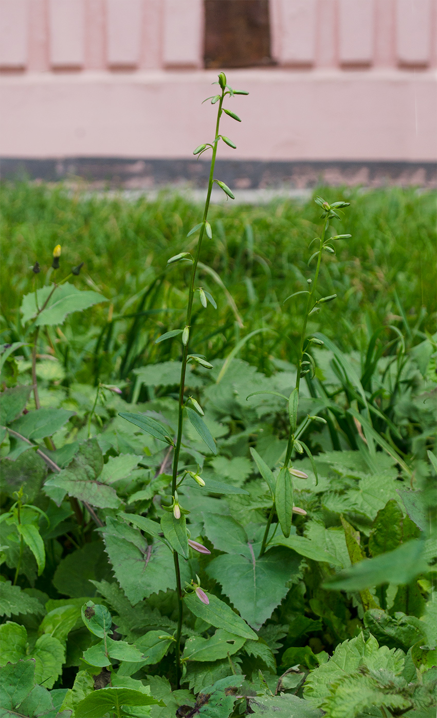 Image of Campanula rapunculoides specimen.