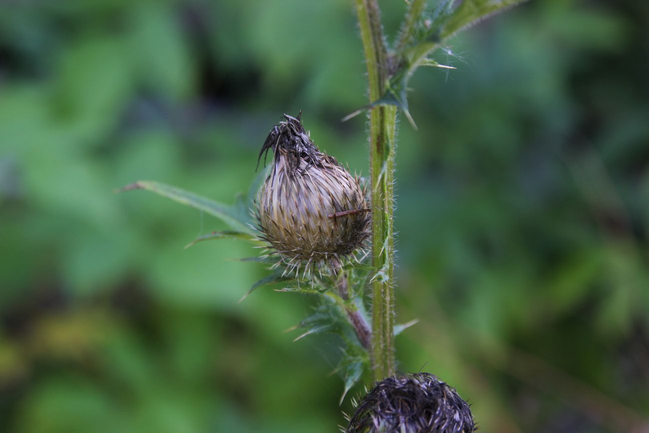 Изображение особи род Cirsium.