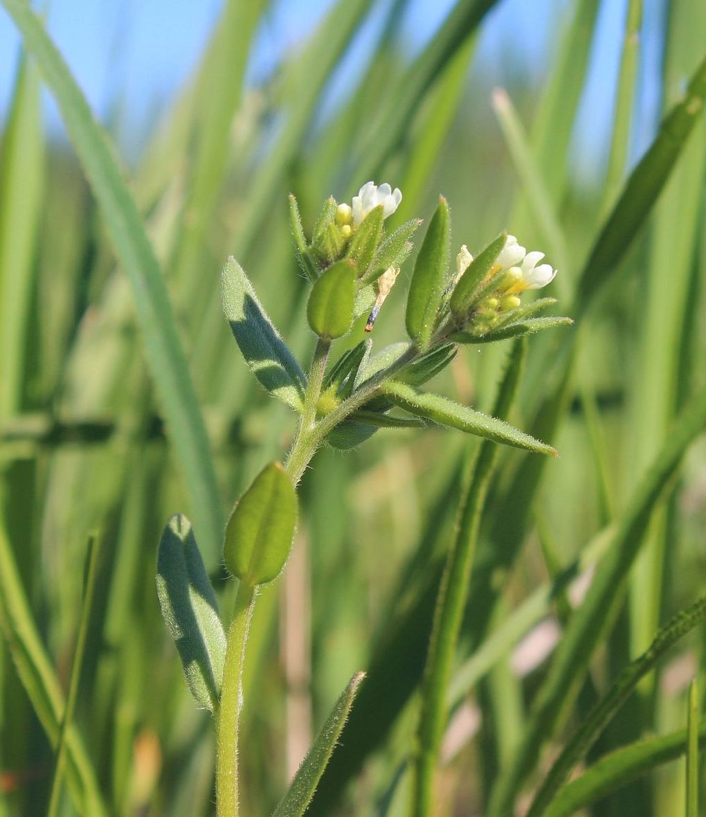 Image of Buglossoides rochelii specimen.