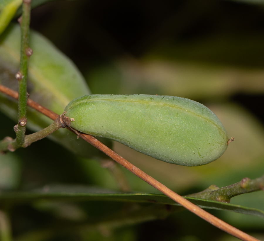 Изображение особи Hardenbergia comptoniana.