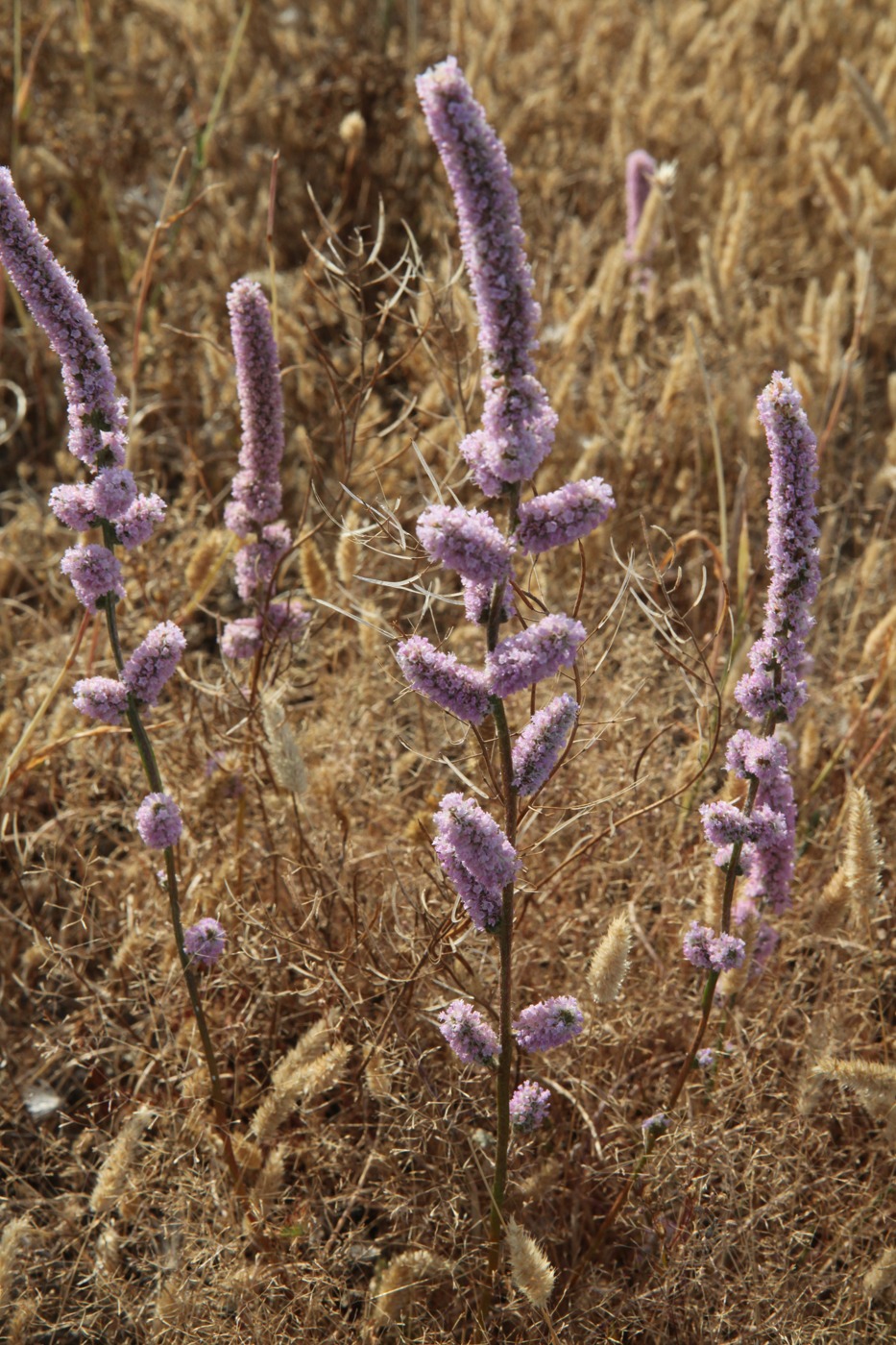 Изображение особи Psylliostachys spicata.