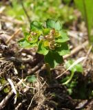 Chrysosplenium tetrandrum