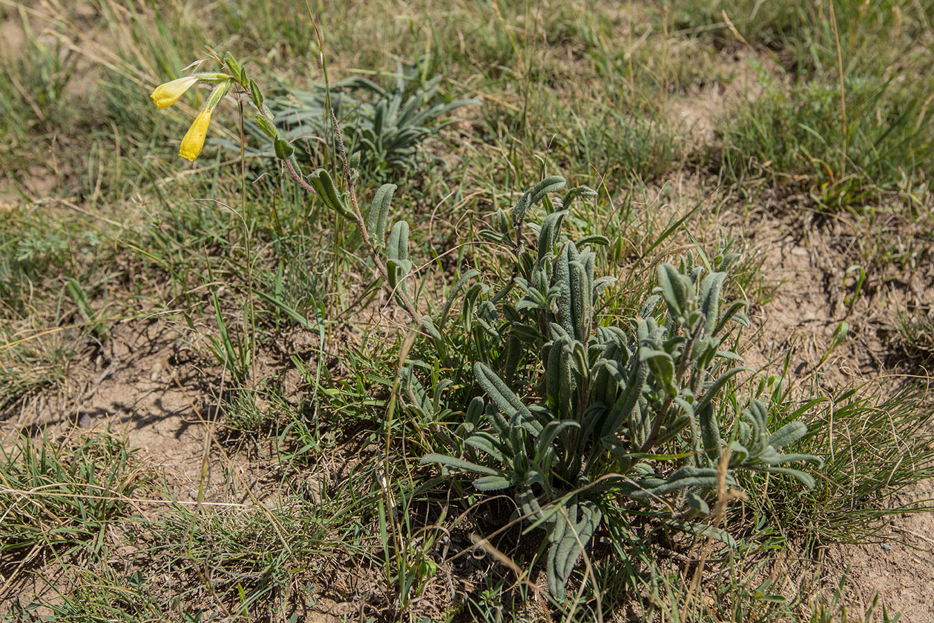 Изображение особи Onosma caucasica.