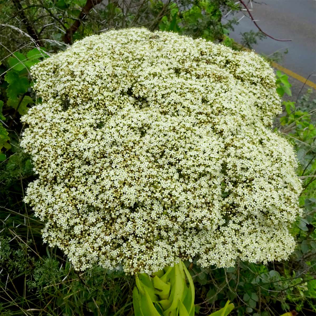 Image of Crassula acinaciformis specimen.