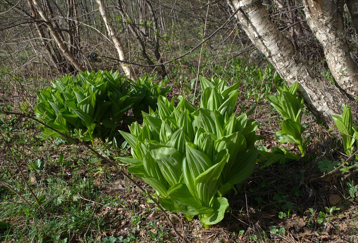 Изображение особи Veratrum lobelianum.