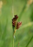 Luzula multiflora