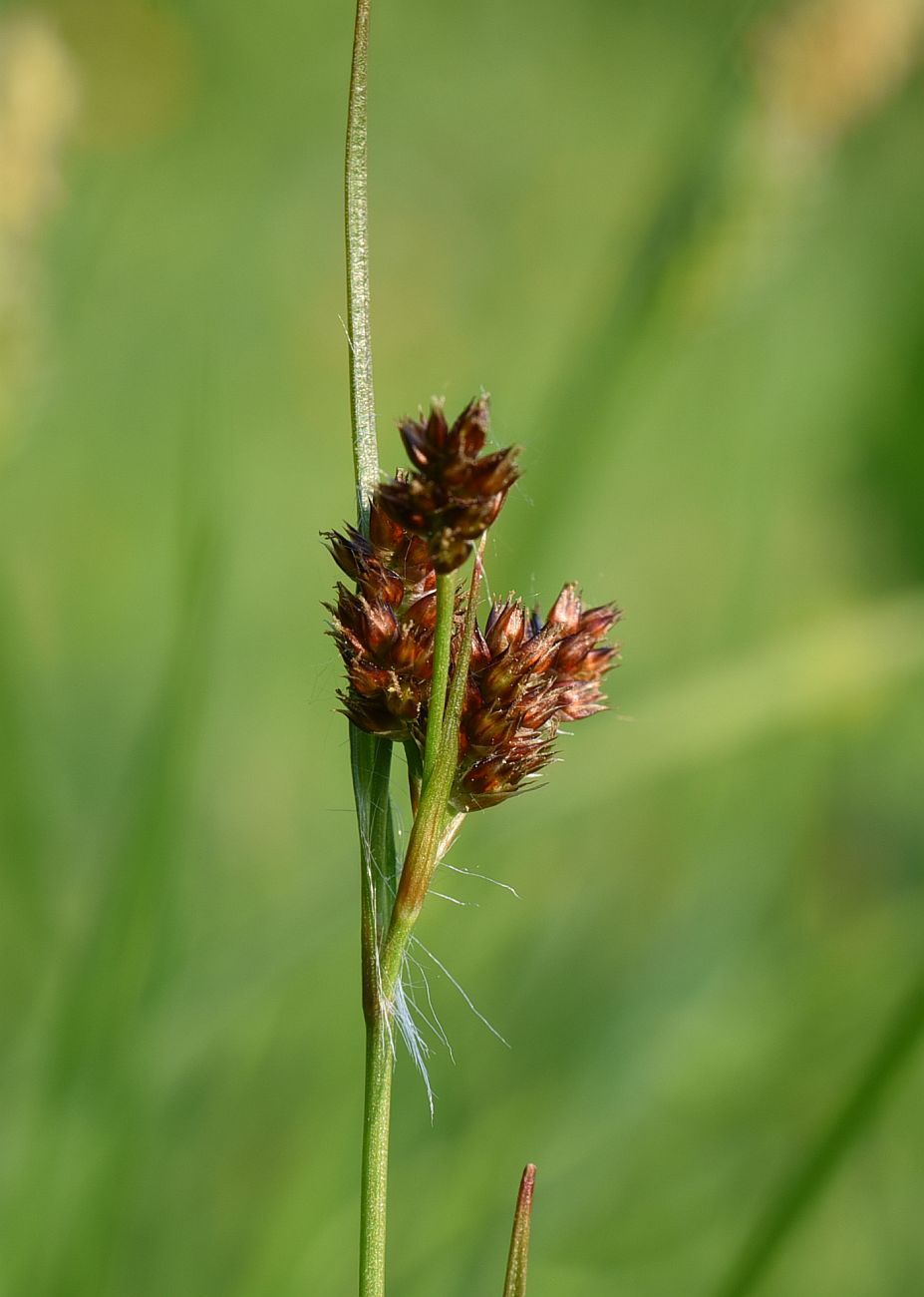 Image of Luzula multiflora specimen.