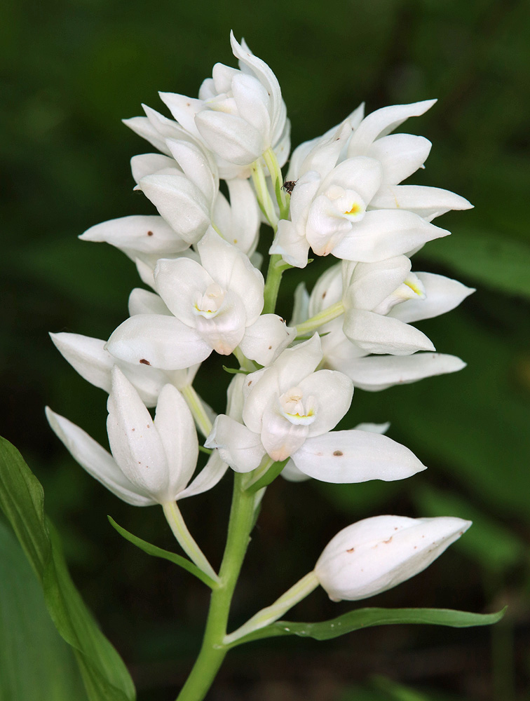 Image of Cephalanthera caucasica specimen.