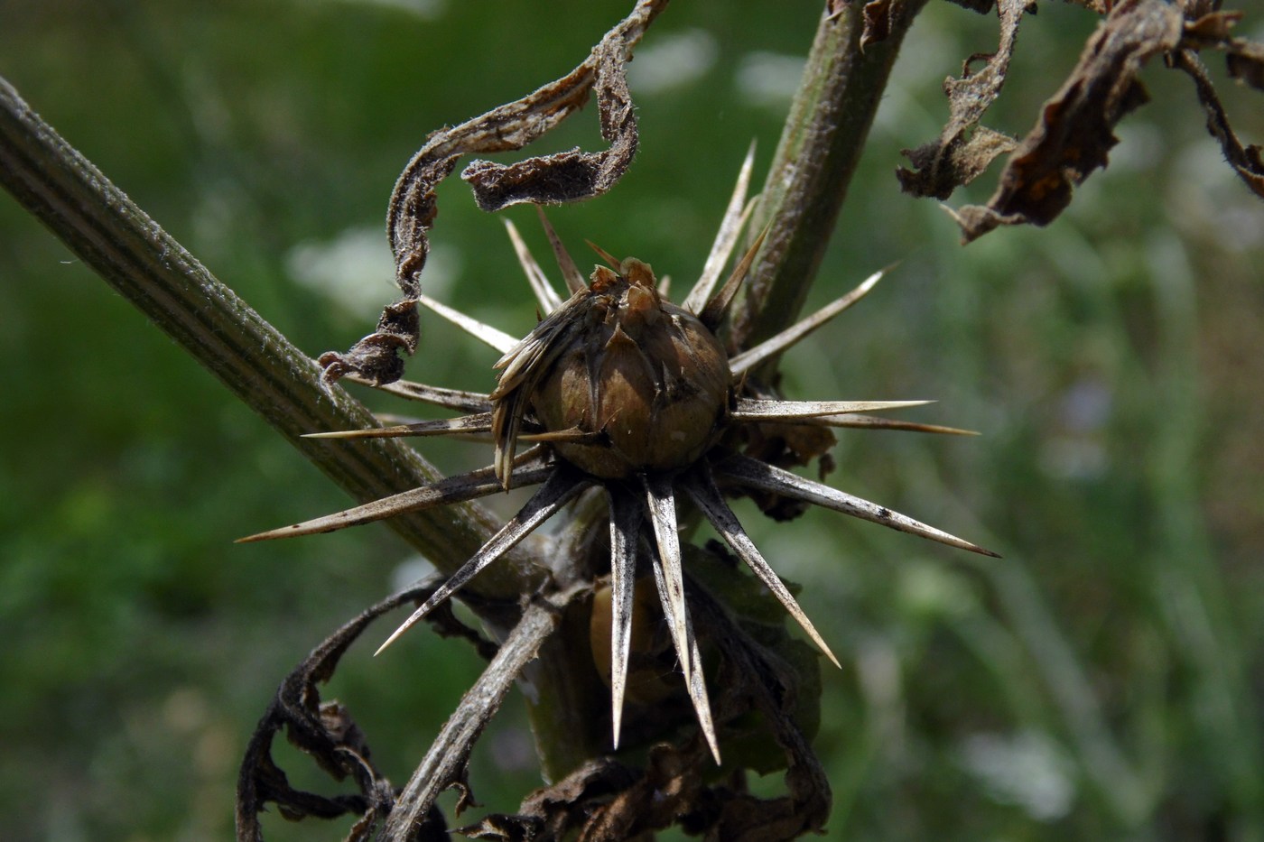 Изображение особи Centaurea iberica.