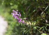 Polygala major