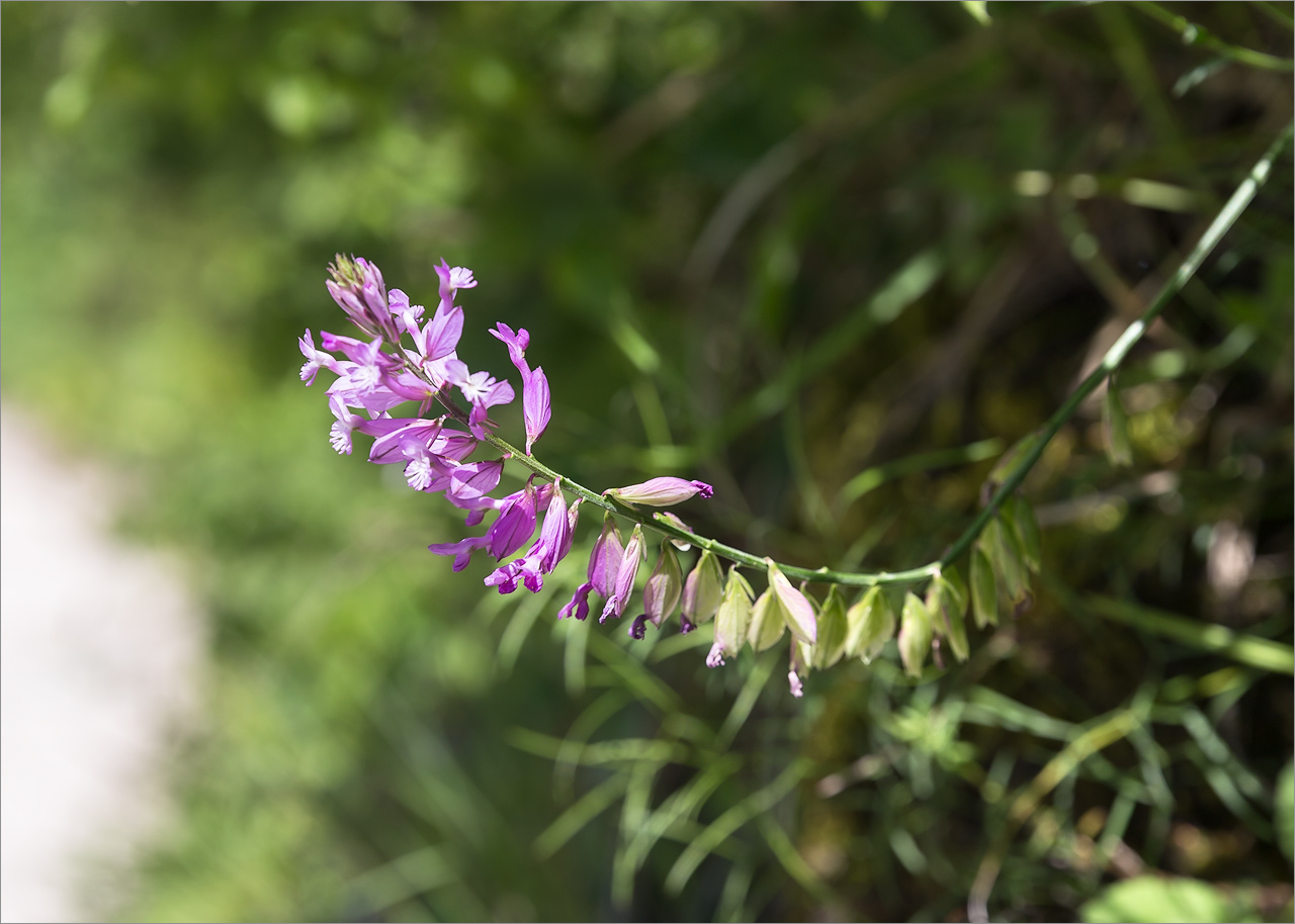 Изображение особи Polygala major.