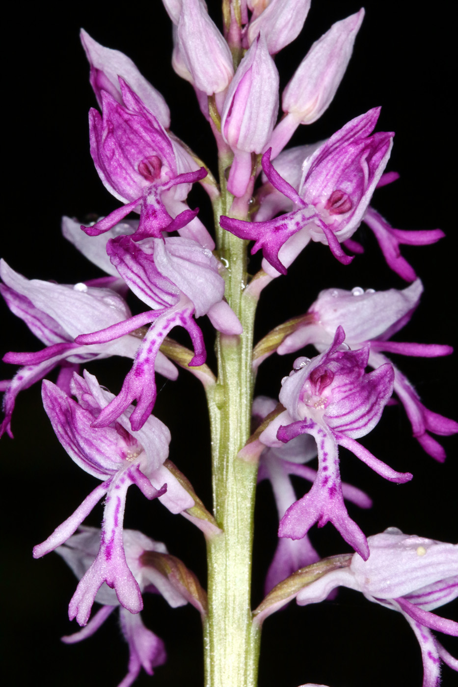 Image of Orchis militaris ssp. stevenii specimen.