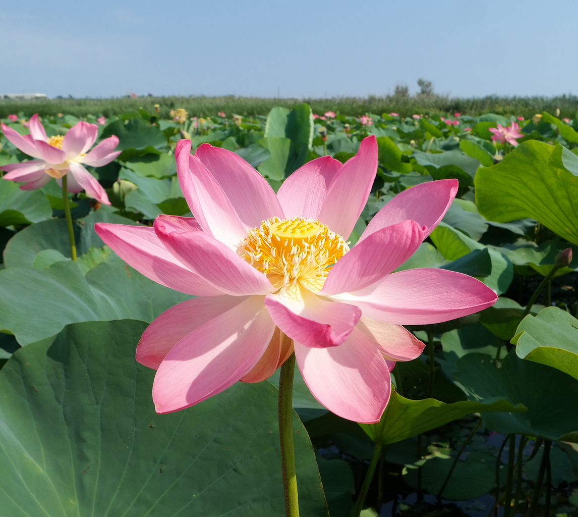 Изображение особи Nelumbo caspica.