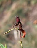 Hypericum ascyron