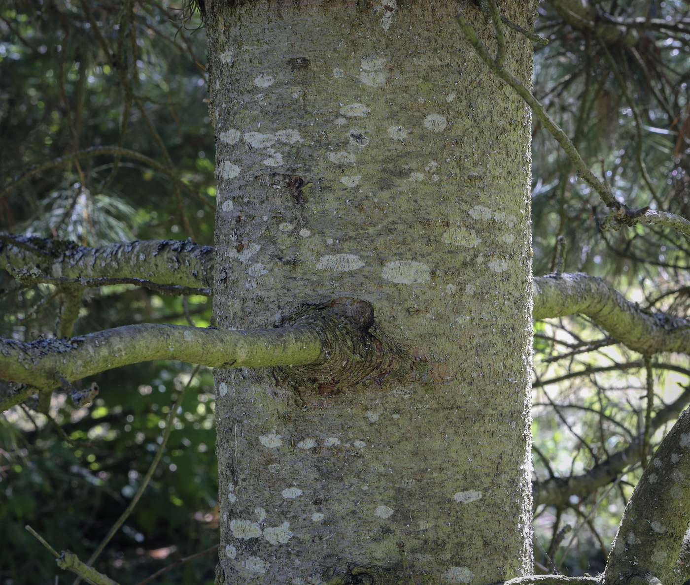 Изображение особи Pinus koraiensis.