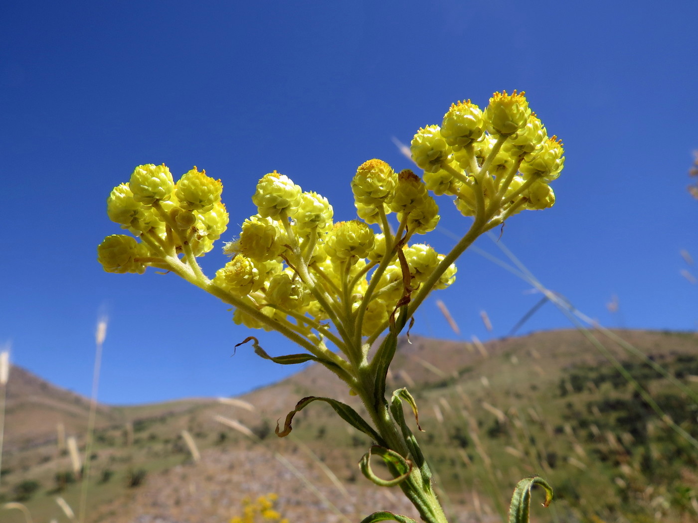 Image of Helichrysum maracandicum specimen.