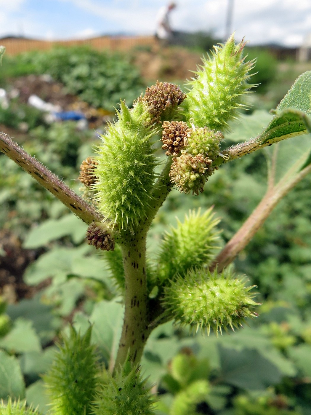 Image of Xanthium orientale specimen.