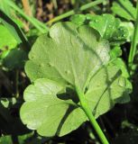 род Ranunculus. Лист с грибными поражениями (вид на абаксиальную поверхность). Краснодарский край, Сочи, Лазаревский р-н, окр. ст. Уч-Дере, у ж. д. 15.12.2022.